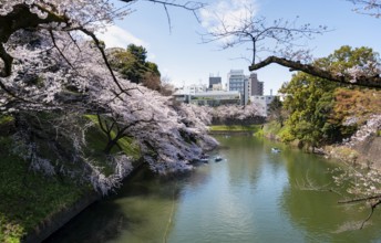 Chidorigafuchi Canal with rowing boat in front of blooming cherry trees, moat, Japanese cherry