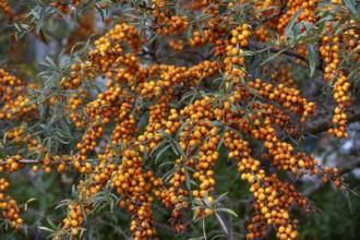Ripe sea buckthorn fruits (Hippophae rhamnoides) on a bush, Darß, Mecklenburg-Western Pomerania,