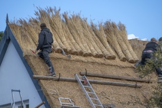 A thatched roof is covered, Wieck a. Darß, Baltic Sea, Mecklenburg-Western Pomerania, Germany