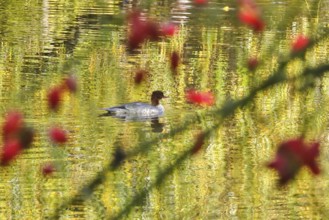 Goose sawers on a lake, autumn, Germany