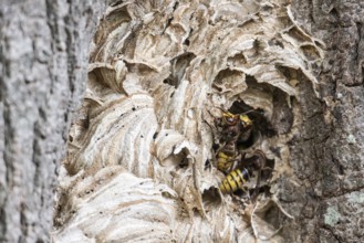 Hornissen (Vespa crabro), Emsland, Lower Saxony, Germany