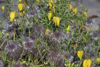 Gold Clematis (Clematis tangutica), Ahrenhoop, Darß, Mecklenburg-Western Pomerania, Germany