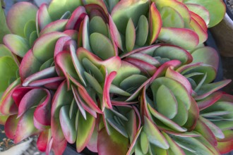 Leaves of the fat hen (Sedum), Bavaria, Germany