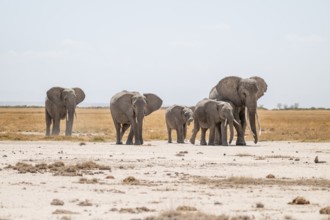 African elephants (Loxodonta africana), in dry savanna, Amboseli National Park, Rift Valley