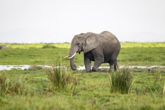 African elephant (Loxodonta africana), in Longinye Swamp, Amboseli National Park, Rift Valley
