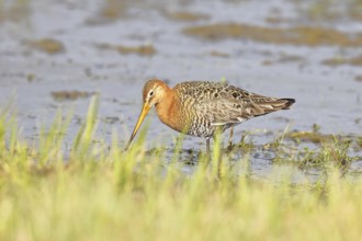 Greenpike (Limosa limosa) runs in shallow water in a moor, snipe birds, wildlife, nature