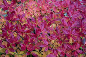 Azalea (Azalea), red colored autumn leaves, autumn colors, Baden-Württemberg, Germany