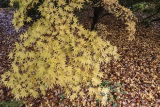 Japanese Japanese maple (Acer palmatum Sangu-Kaku) in autumn leaves, Emsland, Lower Saxony, Germany