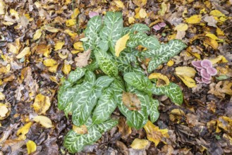 Italian arum stick (Arum italicum Pictum), Emsland, Lower Saxony, Germany