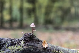 Large blood helmet (Mycena haematopus), Emsland, Lower Saxony, Germany