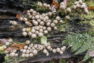 Pear Stäubling (Lycoperdon pyriforme), Emsland, Lower Saxony, Germany