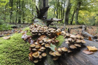 Green-leafed sulfur head (Hypholoma fasciculare) in beech forest, Emsland, Lower Saxony, Germany