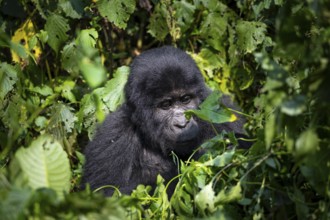 Mountain gorilla (Gorilla beringei beringei), among leaves, Bwindi Impenetrable Forest, Uganda