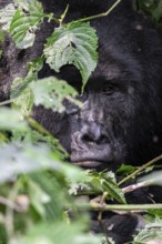 Mountain gorilla (Gorilla beringei beringei), adult male, silverback, animal portrait, among