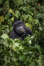 Mountain gorilla (Gorilla beringei beringei), eating leaves, Bwindi Impenetrable Forest, Uganda