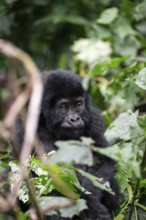 Mountain gorilla (Gorilla beringei beringei), juvenile among leaves, Bwindi Impenetrable Forest,