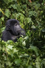 Mountain gorilla (Gorilla beringei beringei), among leaves, Bwindi Impenetrable Forest, Uganda
