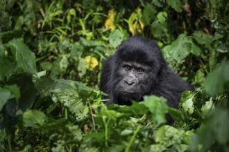 Mountain gorilla (Gorilla beringei beringei), between leaves, animal portrait, Bwindi Impenetrable