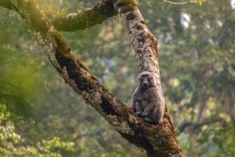 Anubispavian or green baboon (Papio anubis) sitting in a tree in a branch fork, Bwindi Impenetrable
