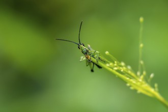 Green black grasshopper (Orthoptera) on a stem, Bwindi Impenetrable Forest, Uganda