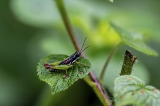 Green black grasshopper (Orthoptera) on a leaf, Bwindi Impenetrable Forest, Uganda