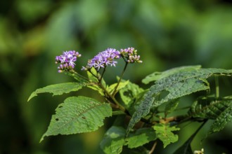 False aster (Vernonia auriculifera), with purple flower, Bwindi Impenetrable Forest, Uganda