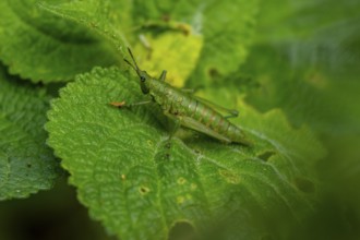 Green grasshopper (Orthoptera) on a leaf, Bwindi Impenetrable Forest, Uganda