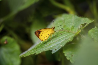 Common forest sylph (Ceratrichia phocion), yellow butterfly on a leaf, Bwindi Impenetrable Forest,