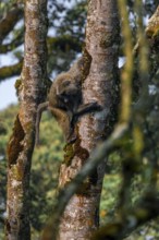 Anubispavian or green baboon (Papio anubis), climbing a tree trunk, Bwindi Impenetrable Forest,
