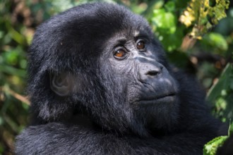 Mountain gorilla (Gorilla berengei berengei), Bwindi Impenetrable National Park, Uganda