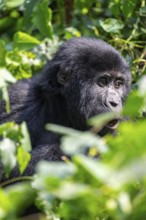 Mountain gorilla (Gorilla berengei berengei), Bwindi Impenetrable National Park, Uganda