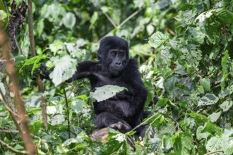 Young animal, mountain gorilla (Gorilla berengei berengei), Bwindi Impenetrable National Park,