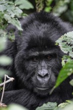 Silverback, animal portrait, mountain gorilla (Gorilla berengei berengei), Bwindi Impenetrable