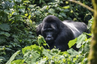 Silverback, mountain gorilla (Gorilla berengei berengei), Bwindi Impenetrable National Park, Uganda