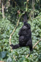 Young animal hanging in a tree, mountain gorilla (Gorilla berengei berengei), Bwindi Impenetrable