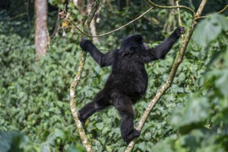 Young animal hanging in a tree, mountain gorilla (Gorilla berengei berengei), Bwindi Impenetrable