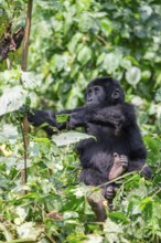 Young animal, mountain gorilla (Gorilla berengei berengei), Bwindi Impenetrable National Park,