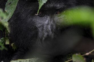 Silverback, animal portrait, mountain gorilla (Gorilla berengei berengei), Bwindi Impenetrable