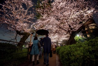 People walking under blooming illuminated cherry trees at night, Japanese cherry blossoms in