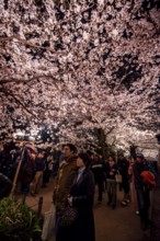 People walking under blooming illuminated cherry trees at night, Japanese cherry blossoms in