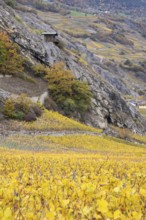 Terraced grape vineyards in autumn colours in the Rhone Valley. Colourful yellow orange image.