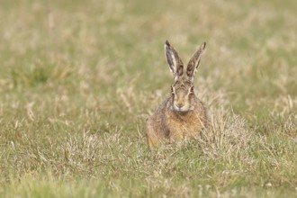 Brown hare (Lepus europaeus) sitting in a meadow, North Rhine-Westphalia, Germany