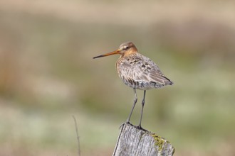 Blacktail (Limosa limosa), sitting room, on a fence post, snipe birds, wildlife, nature