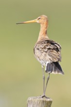 Blacktail (Limosa limosa), sitting room, on a fence post, snipe birds, wildlife, nature