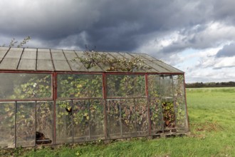 Abandoned greenhouse of a nursery, interior completely overgrown, Lost Place, Düsseldorf, North