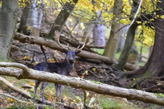 Fallow deer with magnificent antler shovels (Dama dama) in autumn forest in Bavaria, Germany