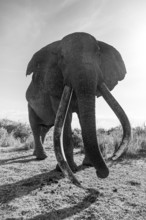 African elephant (Loxodonta africana) the famous Super Tusker elephant Craig, old male with long