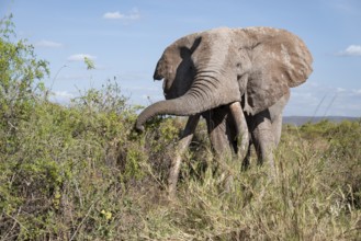 African elephant (Loxodonta africana) eats leaves, the famous Super Tusker elephant Craig, old male