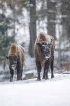 European bison (Bison bonasus) or Wisent standing on a meadow next to the forest in winter, snow,