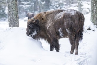 European bison (Bison bonasus) or Wisent standing on a meadow next to the forest in winter, snow,